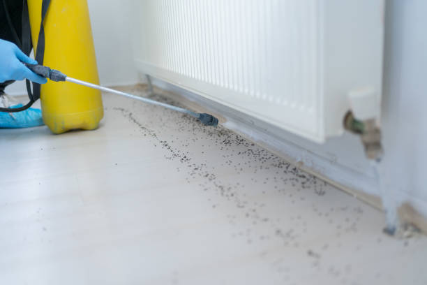 Best Pest Control Near Me  in Scissors, TX